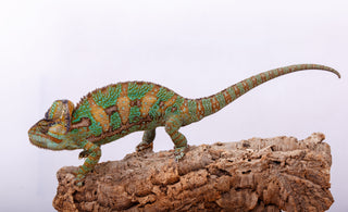 Cork Bark vs Driftwood for Reptile Terrariums