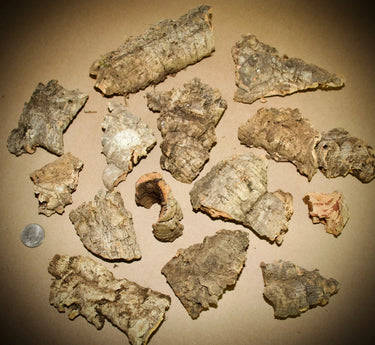 Cork Haven micro cork bark bits 1 to 3 inch pieces for reptile hides tarantulas and terrariums