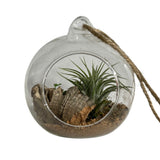 Cork Haven micro cork bark bits 1 to 3 inch pieces for reptile hides tarantulas and terrariums