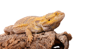 Cork Haven Sellers Choice bulk mixed cork bark flats and rounds for vivarium and reptile hides