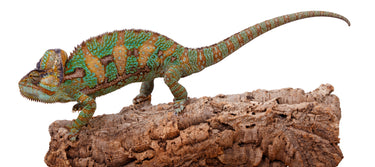 Cork Haven premium virgin cork bark rounds and tubes for reptile hides and vivariums