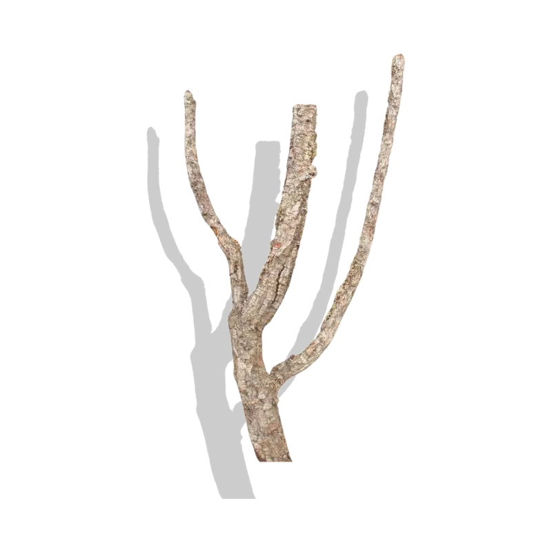 Cork Bark Branches Cork Haven