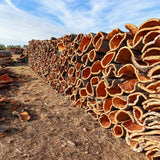 Cork Haven Sellers Choice bulk cork bark flats for vivarium backgrounds and orchid mounting