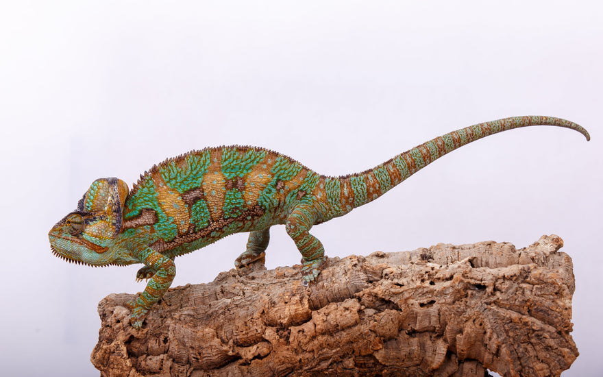 Cork Bark vs Driftwood for Reptile Terrariums
