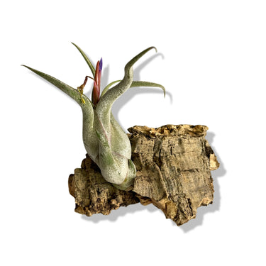 Cork Haven micro cork bark bits 1 to 3 inch pieces for reptile hides tarantulas and terrariums