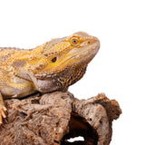 Cork Haven Sellers Choice bulk mixed cork bark flats and rounds for vivarium and reptile hides