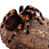 Cork Haven premium virgin cork bark rounds and tubes for reptile hides and vivariums