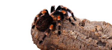 Cork Haven premium virgin cork bark rounds and tubes for reptile hides and vivariums
