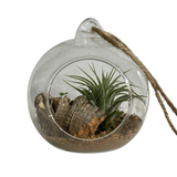 Cork Haven micro cork bark pieces for small reptile hides baby tarantulas and miniature orchid mounts