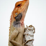 Cork Haven micro cork bark pieces for small reptile hides baby tarantulas and miniature orchid mounts