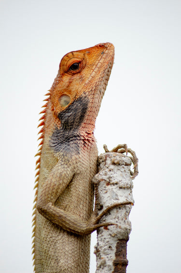 Cork Haven micro cork bark pieces for small reptile hides baby tarantulas and miniature orchid mounts