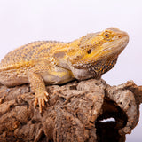Cork Haven virgin cork bark rounds and tubes for reptile hides snake tunnels and terrariums