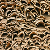 Cork Haven virgin cork bark flats for vivarium backgrounds orchid mounting and reptile climbing